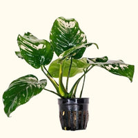 Link to: Live Plants