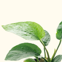 Load image into Gallery viewer, Plants Live Plants Anubias Barteri
