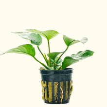 Load image into Gallery viewer, Plants Live Plants Anubias Barteri
