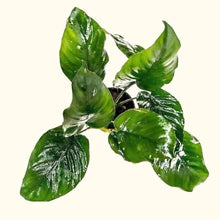 Load image into Gallery viewer, Plants Live Plants Anubias Barteri
