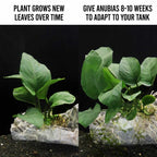 Anubias Barteri - Aquarium Co - Op