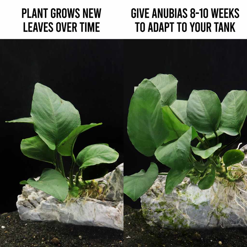 Anubias Barteri | Fish Tank Plants