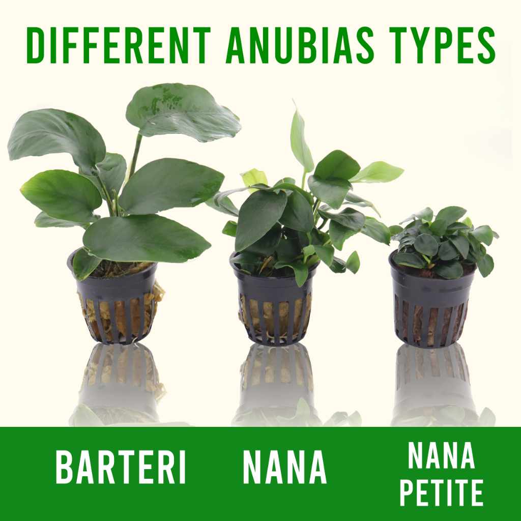 anubias-barteri-7257011