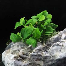 Load image into Gallery viewer, Anubias Barteri Nana Tissue Culture - Aquarium Co - Op
