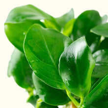 Load image into Gallery viewer, Anubias Barteri Nana Tissue Culture - Aquarium Co - Op
