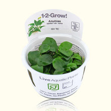 Load image into Gallery viewer, Aquarium Co-Op Live Plants Anubias Barteri Nana Tissue Culture
