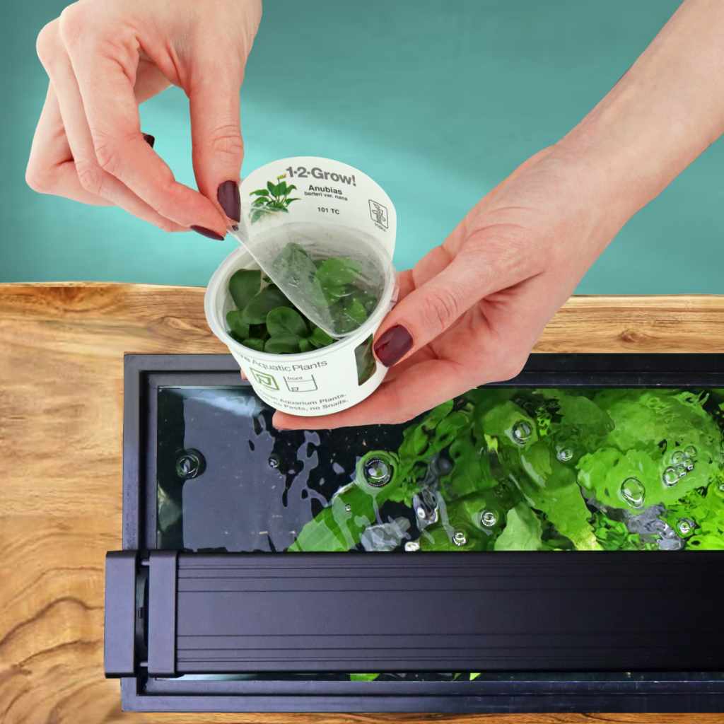 Anubias Barteri var. Nana Tissue Culture | Live Aquarium Plants  Aquarium  Co-Op