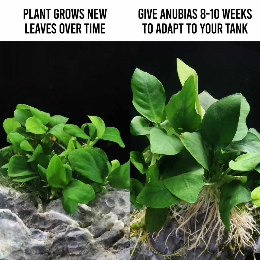Anubias Barteri var. Nana Tissue Culture | Live Aquarium Plants  Aquarium  Co-Op