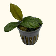 Load image into Gallery viewer, Anubias Coffeefolia - Aquarium Co - Op
