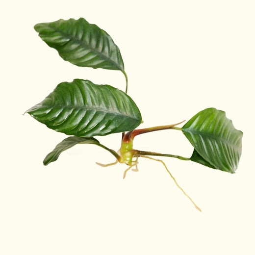 anubias-coffeefolia-4851041