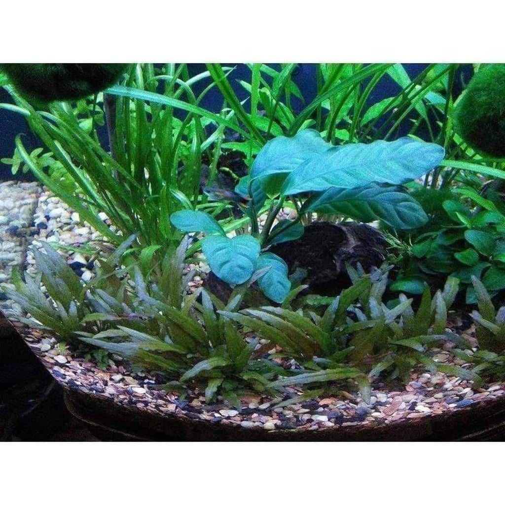 anubias-coffeefolia-7196294