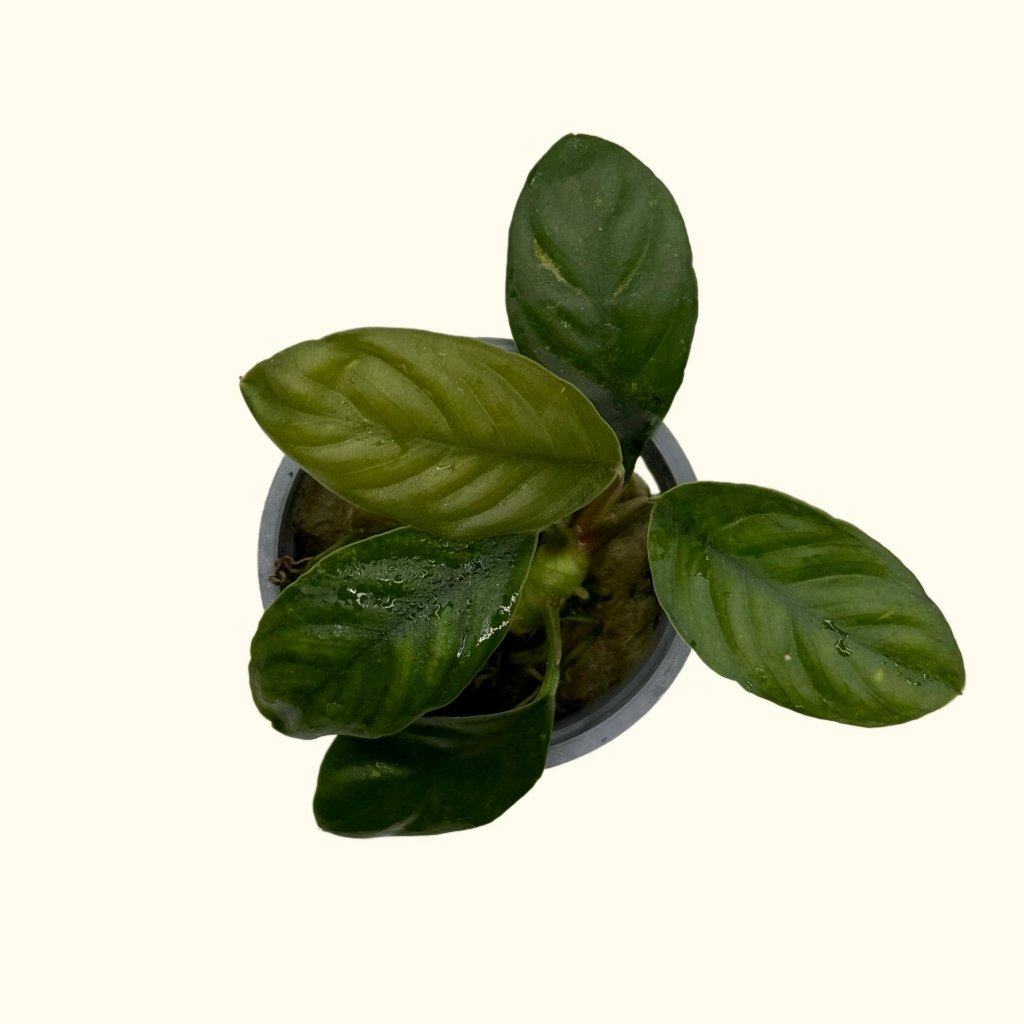 anubias-coffeefolia-7820007
