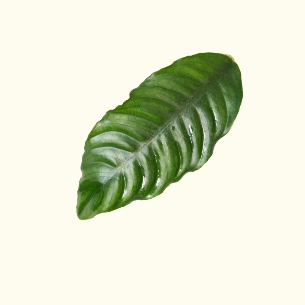 anubias-coffeefolia-8147212