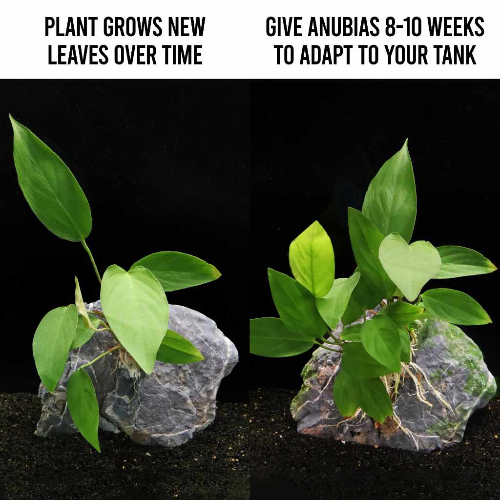 Anubias Hastifolia - Aquarium Co - Op