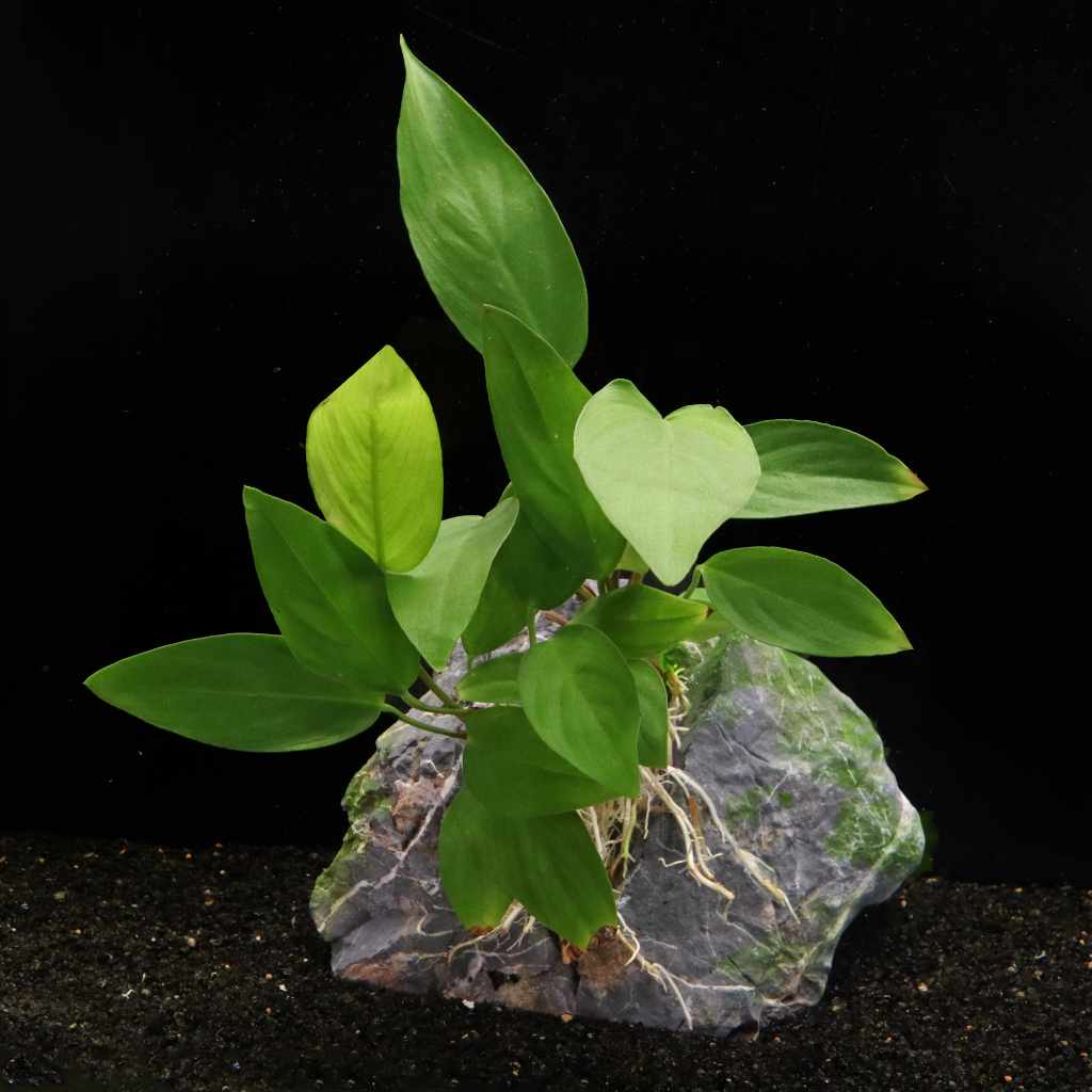 anubias-hastifolia-6868879