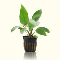 Link to: Live Plants