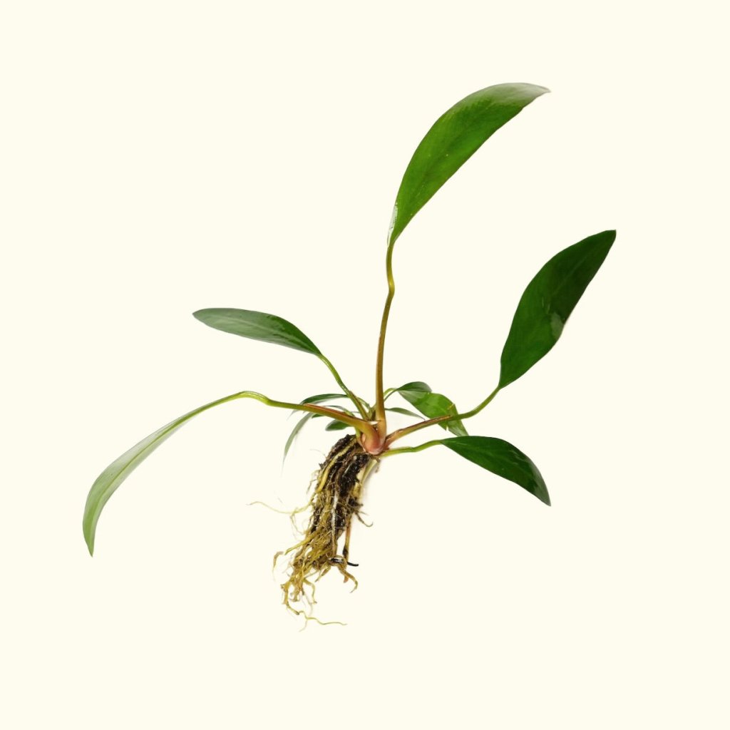 anubias-lanceolata-2361052