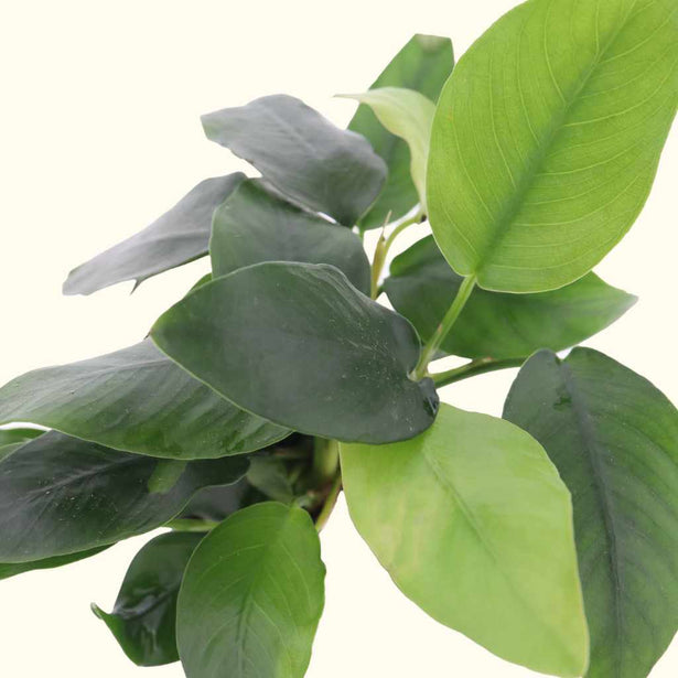anubias-nana-00810055290680-35207824310341
