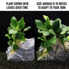 Load image into Gallery viewer, Anubias Nana - Aquarium Co - Op
