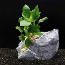Load image into Gallery viewer, Anubias Nana - Aquarium Co - Op
