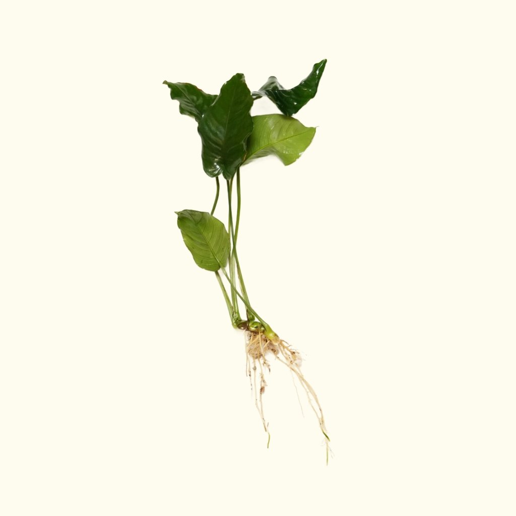 Anubias Nana - Aquarium Co - Op
