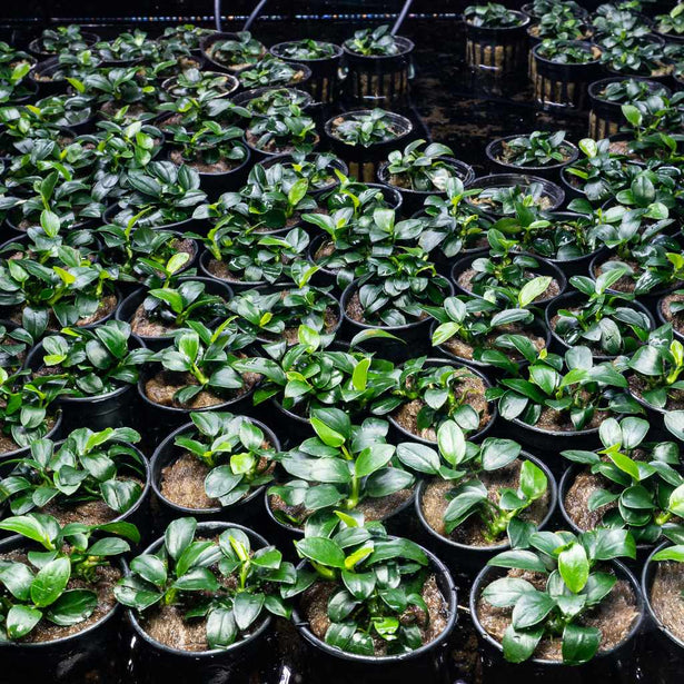 anubias-nana-petite-00810055290444-31465802334277