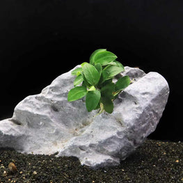 anubias-nana-petite-00810055290444-35222885564485