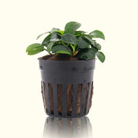 Link to: Live Plants