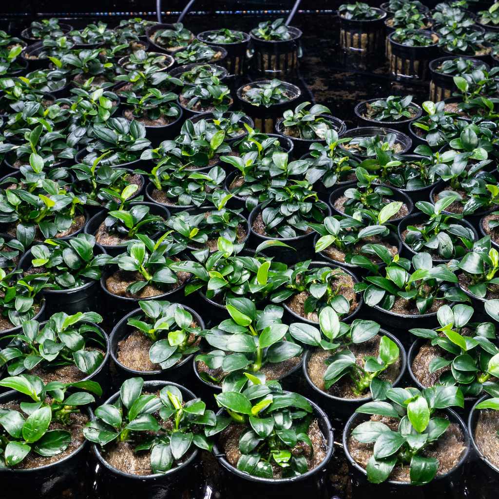 anubias-nana-petite-2680962