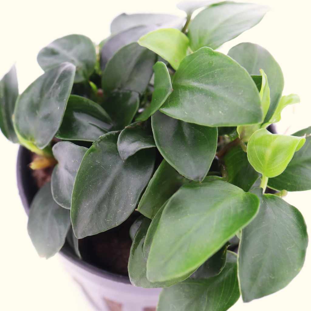 anubias-nana-petite-3939645