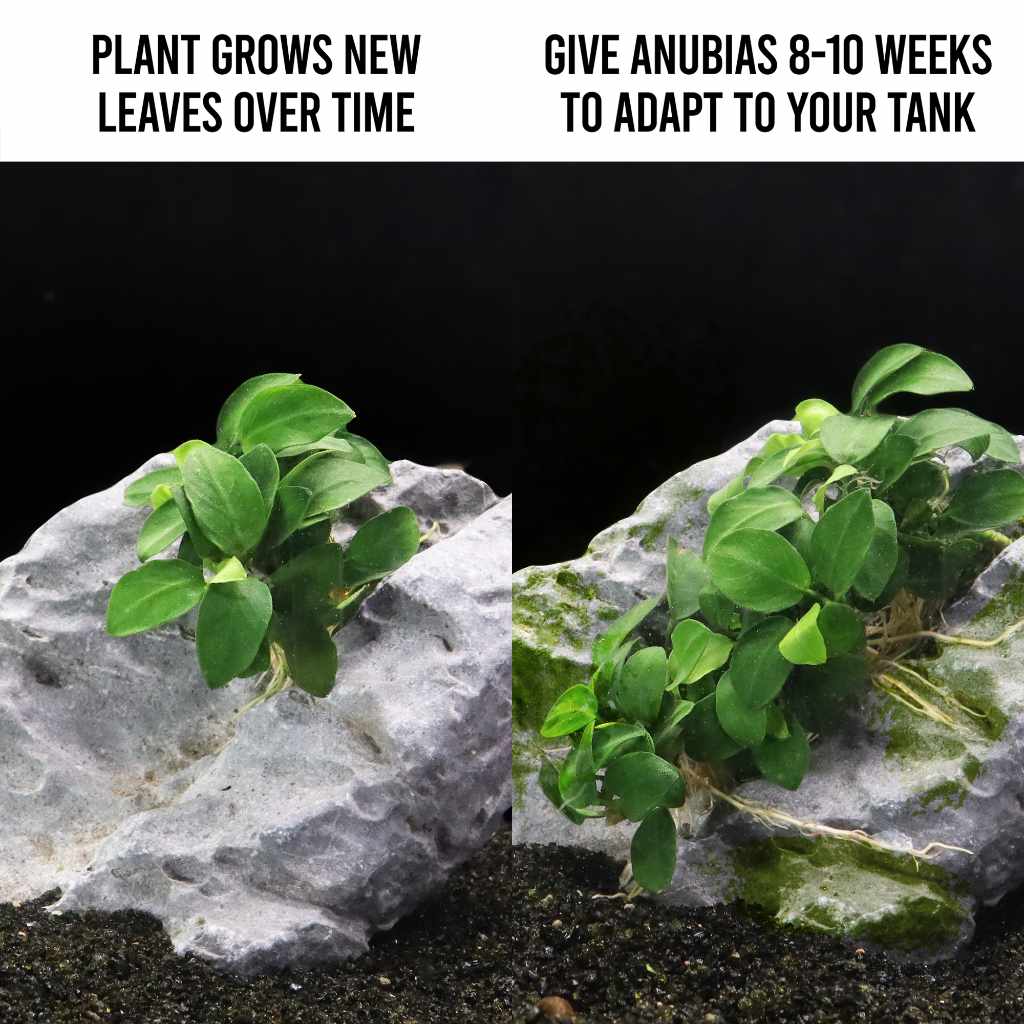anubias nana plant Anubias Nana Petite | Fish Tank Plants