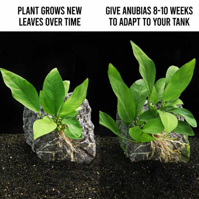 Anubias Nangi - Aquarium Co - Op