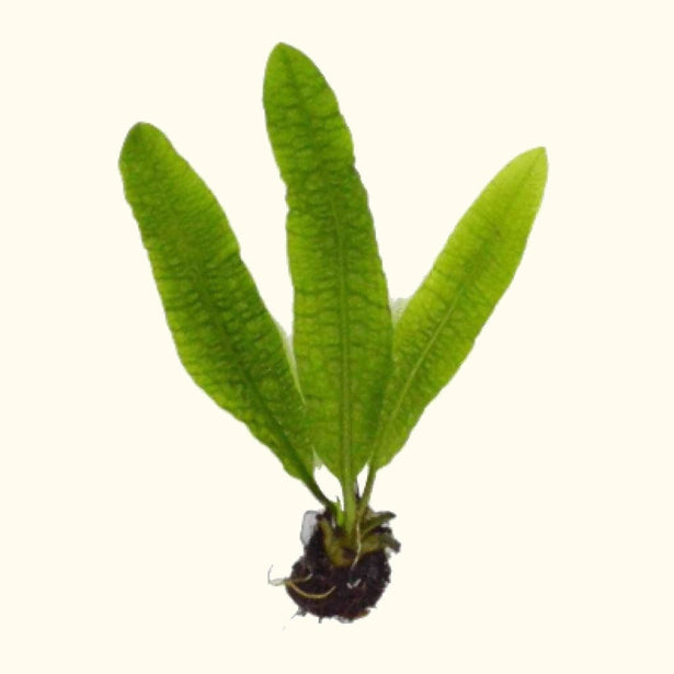 aponogeton-boivinianus-198637163-31664625680453