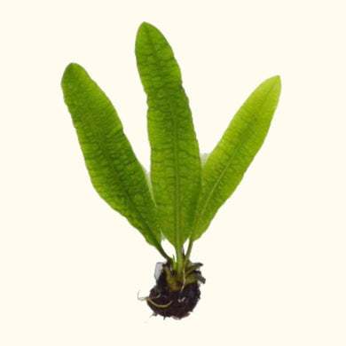 Plants Live Plants Aponogeton Boivinianus