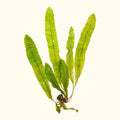 Aponogeton Boivinianus - Aquarium Co - Op