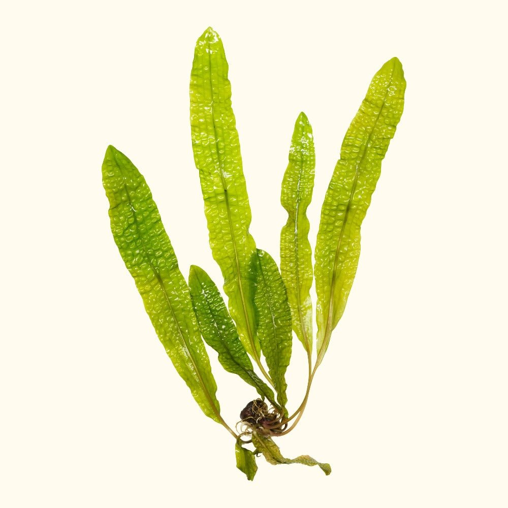 Aponogeton Boivinianus - Aquarium Co - Op