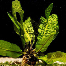 Load image into Gallery viewer, Aponogeton Boivinianus - Aquarium Co - Op
