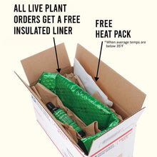 Load image into Gallery viewer, Plants Live Plants Ozelot Sword
