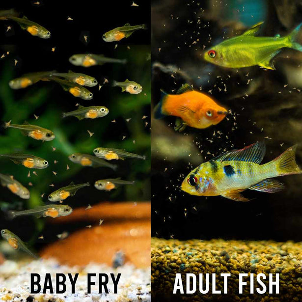 aquarium-co-op-brine-shrimp-eggs-34224896966725