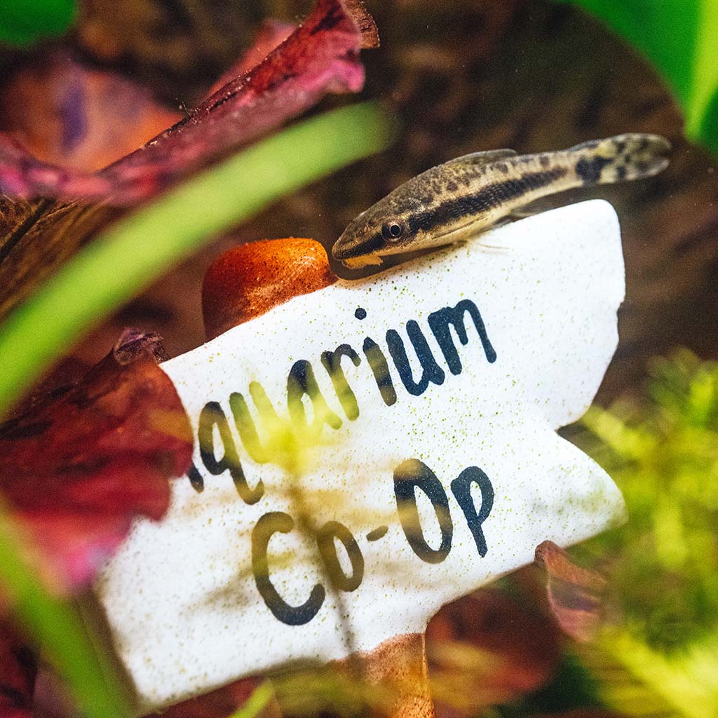 Aquarium Co-Op Ceramic Sign | Fish Tank Decorations