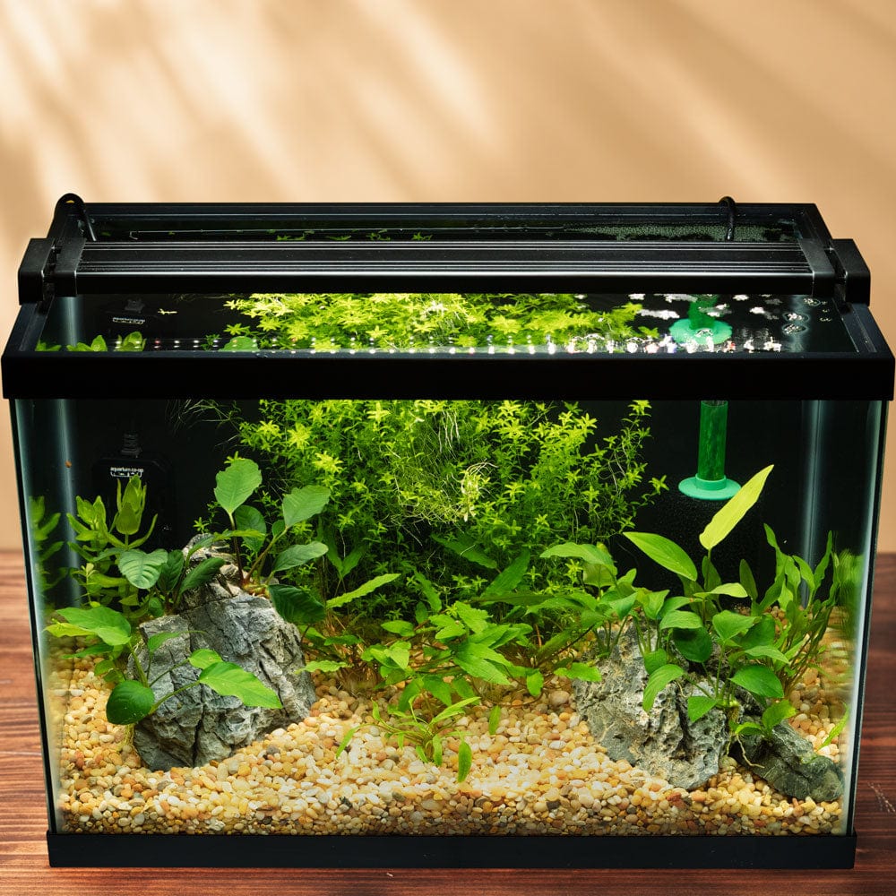 Quick Guide: How to Plant Live Aquarium Plants in Freshwater Tanks –  Aquarium Co-Op