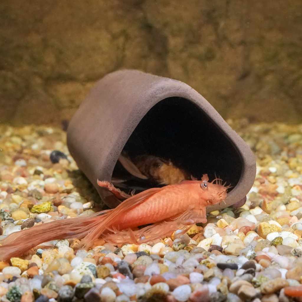 Aquarium Co-Op Pleco Cave
