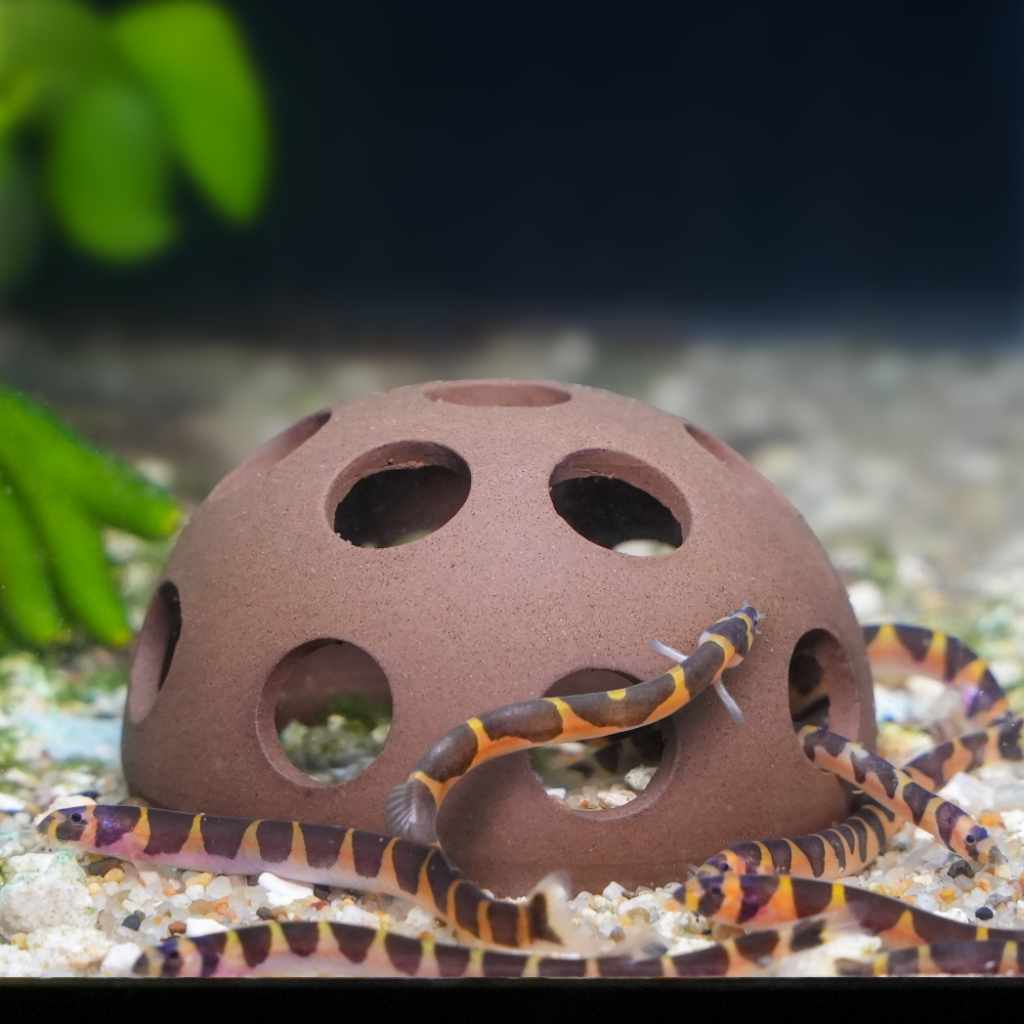 Aquarium Co op Shrimp Cave Terracotta Fish Hide