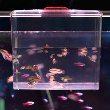 Load image into Gallery viewer, Aquarium Co-Op Breeding Supplies Aquarium Co-Op Tough Specimen Container
