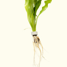 Load image into Gallery viewer, Aquarium Plant Weights - Aquarium Co - Op
