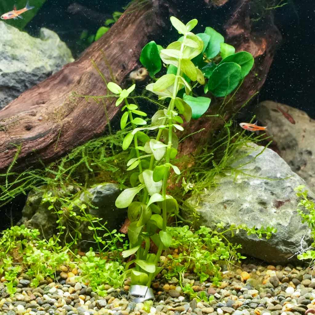 plant pot weights Aquarium Co-Op Plant Weights