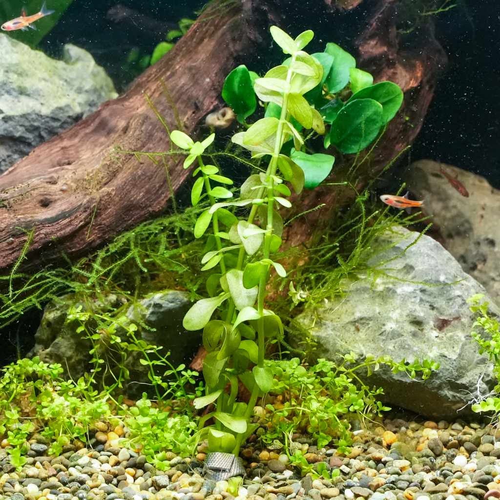 fish tank plants and accessories Aquarium Decorations Set, Decor with Artificial Resin Ornaments, Betta Fish Tank for Small Tanks, Soft Safe Plastic Plants with Hideout Cave Dcor(Ornaments set #2) These are aquarium safe Aquarium plants for beginners
