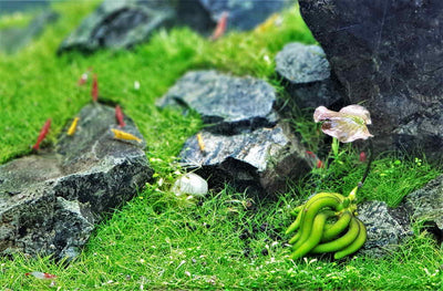 aquarium_banana_plant_3