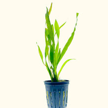 Load image into Gallery viewer, Corkscrew Vallisneria
