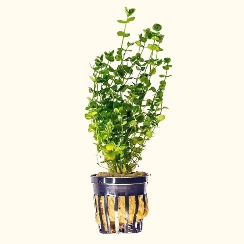 Baby Tears Fish Tank Plants Live Aquarium Plants for Sale